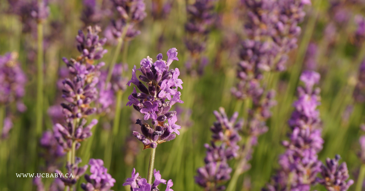 aromatherapy, essential oils, happy scent, lavender 